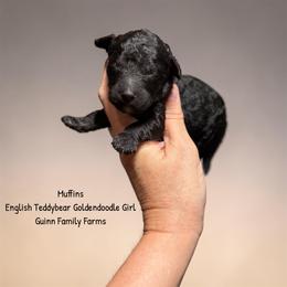Muffins English Teddybear - Black female Goldendoodle puppy in Grove, Oklahoma from Guinn Family Farms