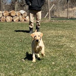 Labrador Retrievers from Bull Valley Retrievers