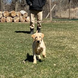 Labrador Retrievers from Bull Valley Retrievers