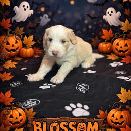 BLOSSOM - Fawn and white female Sheepadoodle puppy in Riverside, California from Downtown Doodles & Frenchies