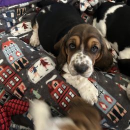 Girl 1 - Basset Hound puppy in Gilbert, Arizona from Redhead Hounds