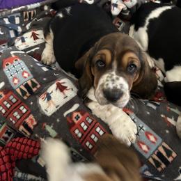 Girl 1 - Basset Hound puppy in Gilbert, Arizona from Redhead Hounds
