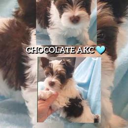 Yorkshire Terrier Puppies from Schultz Yorkies byGrace