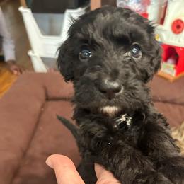 Boy 7 - Black and white male Bernedoodle puppy in Riverside, California from Wimbledon Bernedoodles