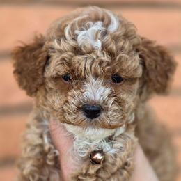 Brown How - Apricot male Goldendoodle puppy in Vernon, Texas from Sugarland's Texas Goldendoodles