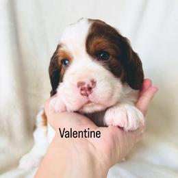 Valentine - Orange and white male English Springer Spaniel puppy in Casa Grande, Arizona from The Spaniel Garden