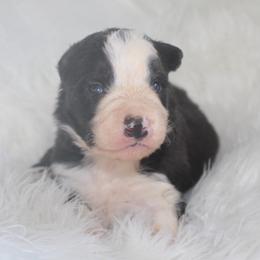 Wolfe - Black and white male Border Collie puppy in Cedartown, Georgia from Ferguson Border Collies
