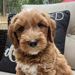 Rio - Red  male Goldendoodle puppy in Pine Grove, California from Lundee Doodles