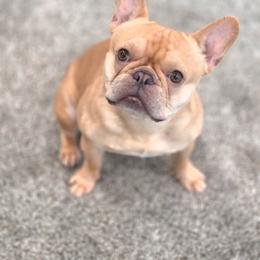 Rizzo - French Bulldog