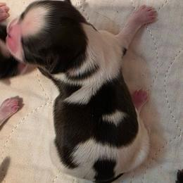 Girl spotted LG white on head - Tricolor female Shih Tzu puppy in Missouri from Farm Animal Mommy Shih tzu's Michalek Dog Breeder