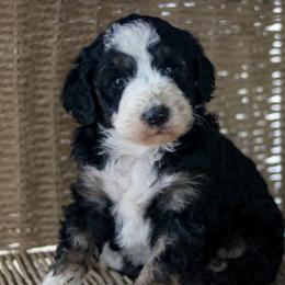 Aussiedoodles, Australian Mountain Doodles, Bernedoodles, and Labradoodles from Doodles & Co