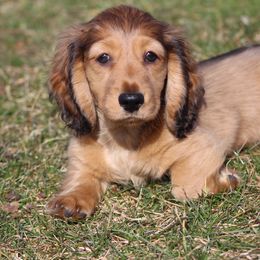 Dachshund Puppies from Mom's Dachshunds