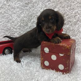 Lucas - Chocolate male Dachshund puppy in West Plains, Missouri from Dachshund
