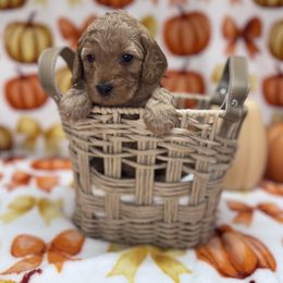 Kit Kat - Red  male Goldendoodle puppy in Mustang, Oklahoma from The Doodle grove