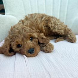 Dreamy - Red female Cavapoo puppy in Easley, South Carolina from Cutiepie Cavapoos