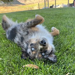 Paisley - Miniature Australian Shepherd