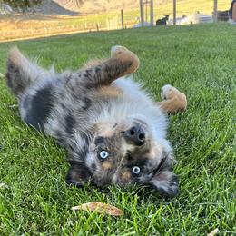 Paisley - Miniature Australian Shepherd
