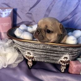 French Bulldog Puppies from Haywire Frenchie's