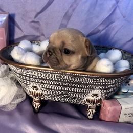 French Bulldog Puppies from Haywire Frenchie's