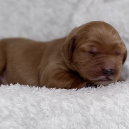 Preacher - Dark golden Golden Retriever puppy in Angier, North Carolina from Howard's Retrievers