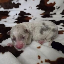 Carole - Lilac merle female Border Collie puppy in Gary, Indiana from Lake Ridge Border Collies