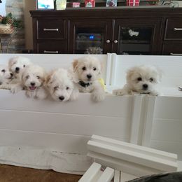 Coton de Tulear Puppies from Classy Cotons
