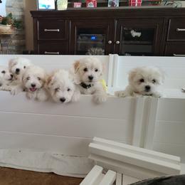 Coton de Tulear Puppies from Classy Cotons