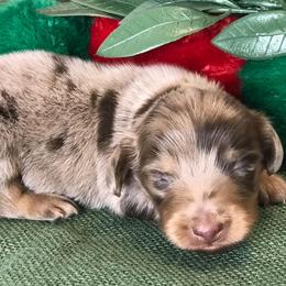 Dachshunds from Ooh La La Doxies