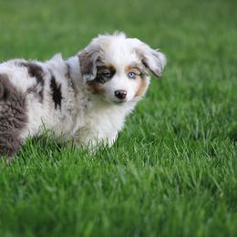 Miniature American Shepherd, Miniature Australian Shepherd, and Toy Australian Shepherd Puppies from Little Dipper mini Americans and toy Aussies