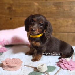 Charm - Chocolate and tan female Dachshund puppy in Webb, Alabama from Bryant's Babies