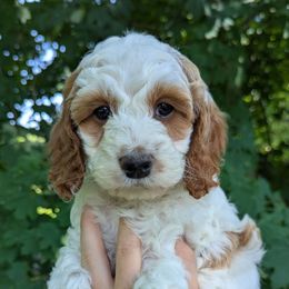 Trea - Buff and white male Cockapoo puppy in Strasburg, Pennsylvania from Dana's Domain Cockapoos