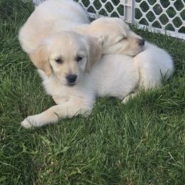 Watermelon - Light golden female Golden Retriever puppy in Pasco, Washington from Rodgers Retrievers
