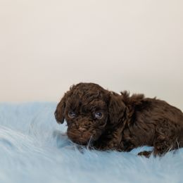 Boy 3 - male Poodle puppy in Weston, Florida from Miami Toy Poodles