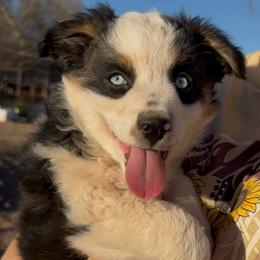 Boy 1 - Black tri male Miniature Australian Shepherd puppy in Amarillo, Texas from Duclops Ranch Aussies
