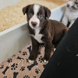 Red female - Red female Australian Shepherd puppy in Montrose, Iowa from A-J Farms Iowa
