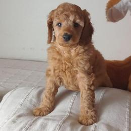 Hannah Harper Majestic Embrace Medium Import Line - Apricot female Poodle puppy in Licking, Missouri from Majestic Embrace Poodles
