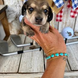 Eagle - Cream male Dachshund puppy in Middleton, Idaho from Doodle Doxie