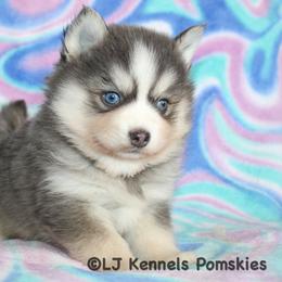 Grape - Blue male Pomsky puppy in Centerville, Iowa from LJ Kennels Pomskies, LLC
