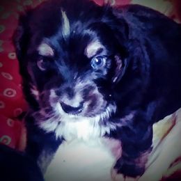 Australian Shepherd, Miniature Australian Shepherd, and Toy Australian Shepherd All Grown Up from Aussies n Kentucky