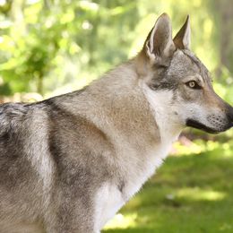 Vision - Czechoslovakian Vlcak