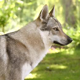 Vision - Czechoslovakian Vlcak