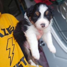 Butterball - Black tri-color male Australian Shepherd puppy in Fort Wayne, Indiana from Grand Ridge Australian Shepherds