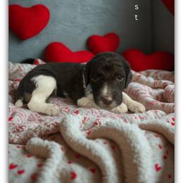 Frost - Parti male Goldendoodle puppy in Ellenburg Center, New York from Kristin's Puppies