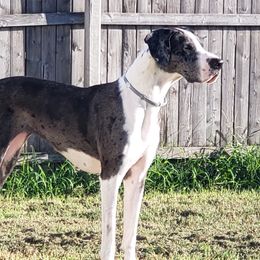 Sarabi - Great Dane