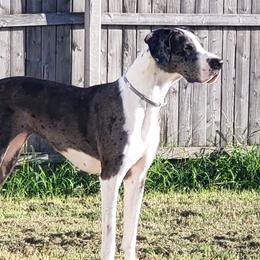 Sarabi - Great Dane
