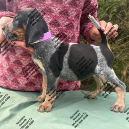 Shelby - Blue ticked and tan female Bluetick Coonhound puppy in Mount Pleasant, Texas from Harmons Hounds
