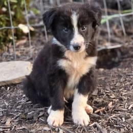Spur - Black & white male Australian Shepherd puppy in Keyser, West Virginia from Heartfelt Hollow Farm