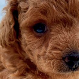 Poodles from Poodle Love Familiar