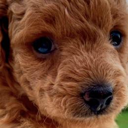 Poodles from Poodle Love Familiar