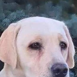 Labrador Retrievers from Clark’s Labrador Retrievers